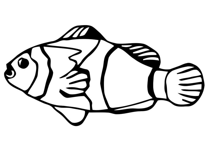 fisch - goldfisch Malvorlage fisch - goldfisch