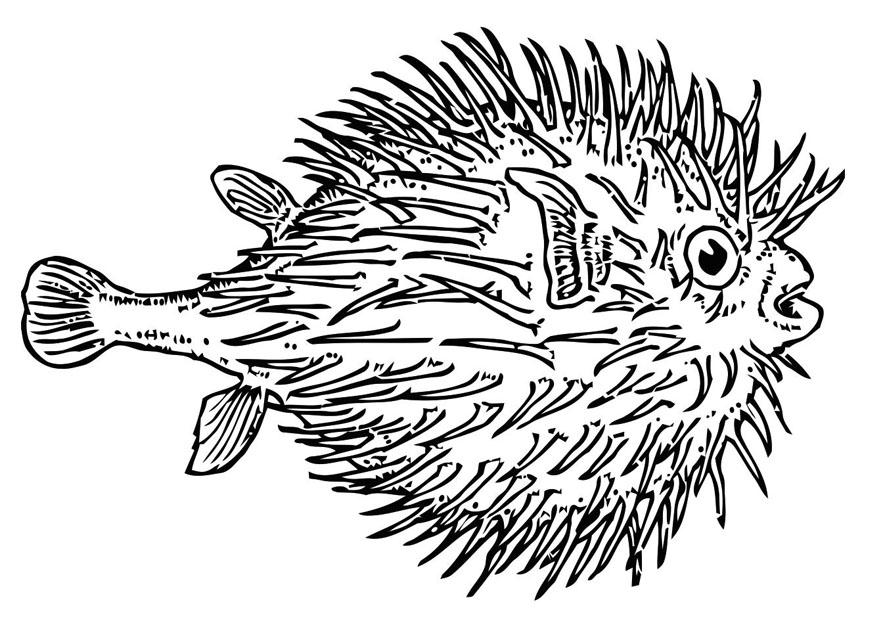Malvorlage fisch - kugelfisch
