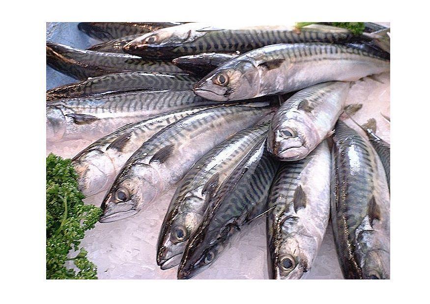 fisch - makrele Foto fisch - makrele