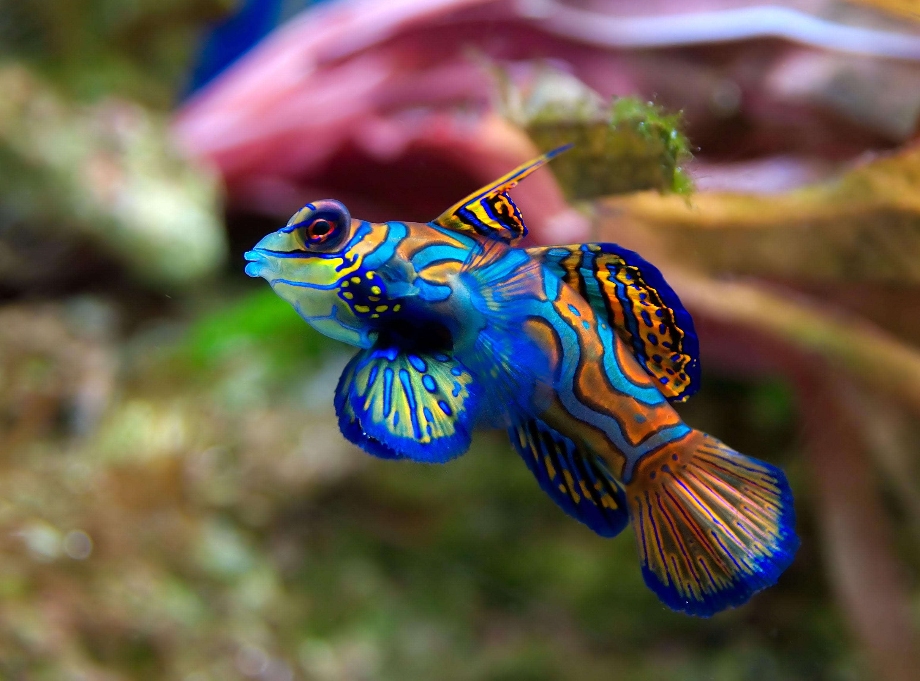 fisch - synchiropus splendidus Foto fisch - synchiropus splendidus