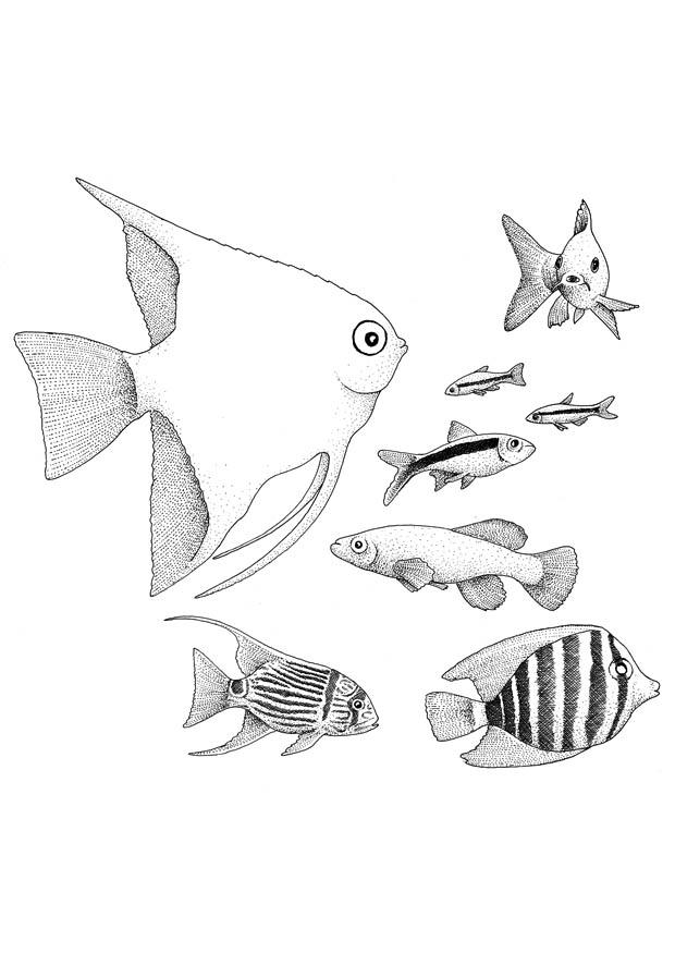 Malvorlage fische