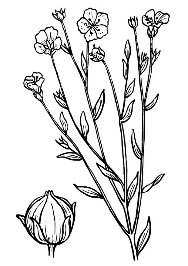 flachs Malvorlage flachs