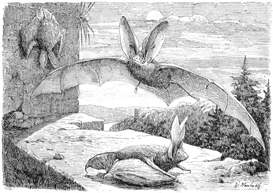 Malvorlage fledermaus