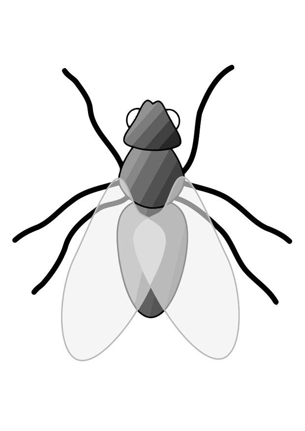 fliege Malvorlage fliege