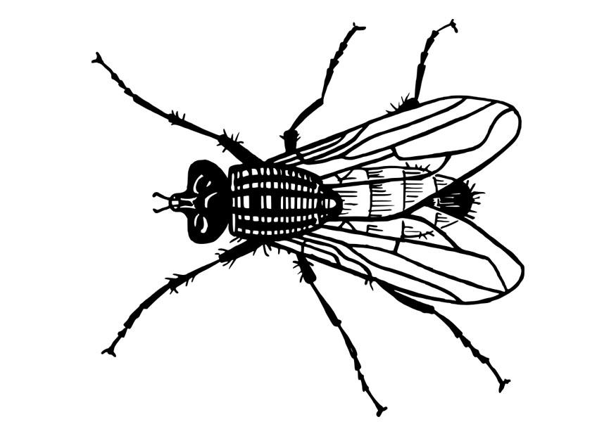 fliege Malvorlage fliege