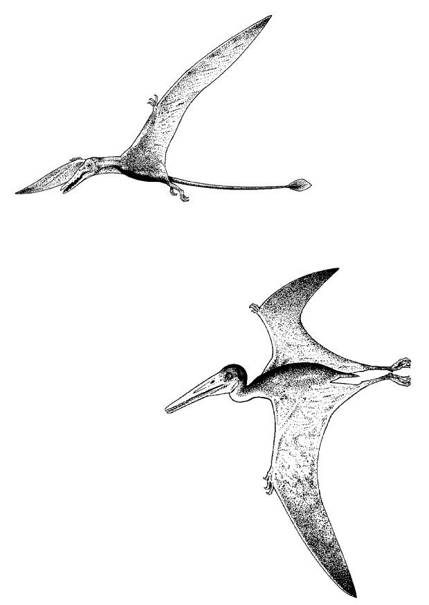 Malvorlage fliegende dinosaurier