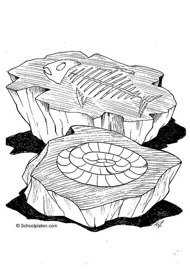 fossil Malvorlage fossil