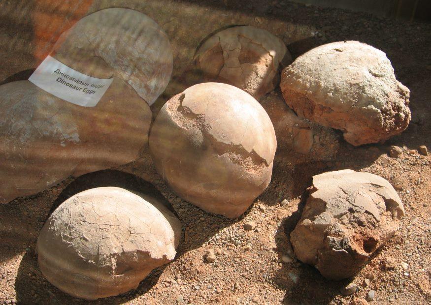 fossile dinosaurier eier Foto fossile dinosaurier eier