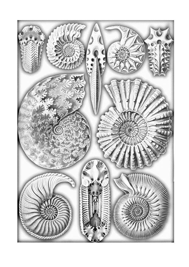 Malvorlage fossilien