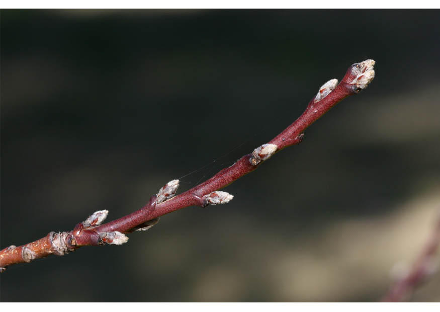 Foto 1. knospen - frA¼her winter