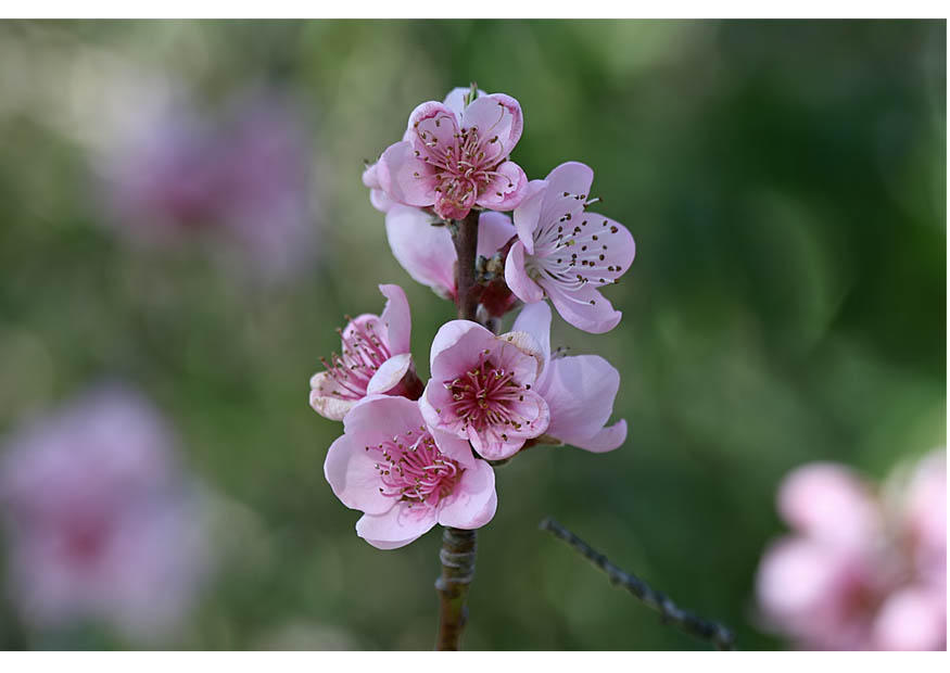 Foto 3. blumen - frA¼hlingsanfang