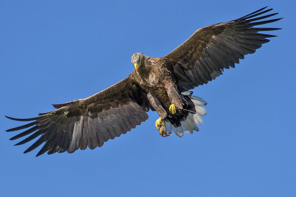 Foto adler