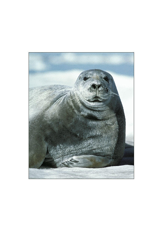Foto bartrobbe