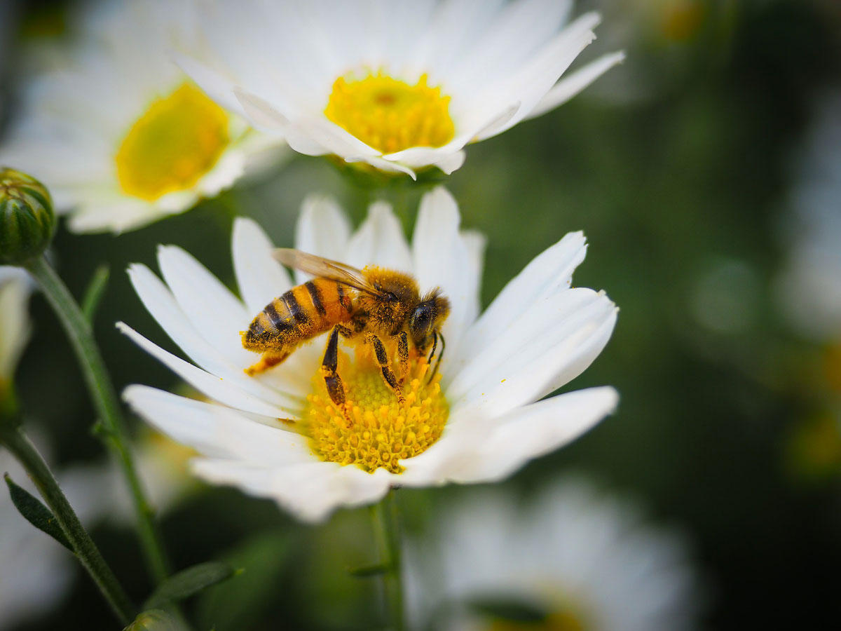 Foto biene auf blume