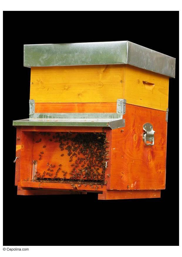 Foto bienenkorb