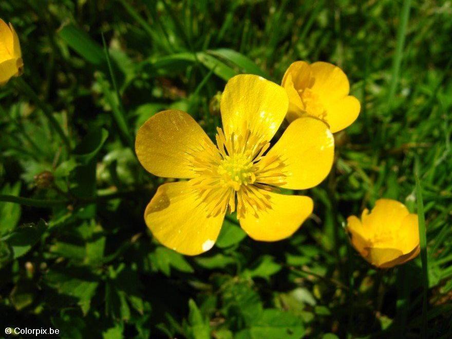 Foto butterblume 3