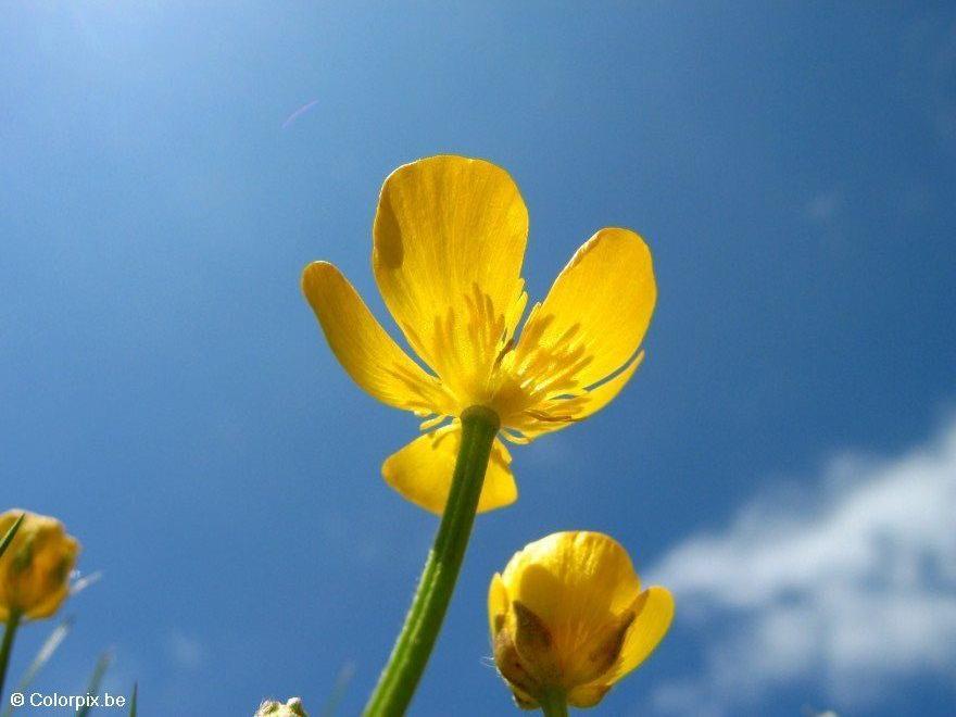 Foto butterblume 4