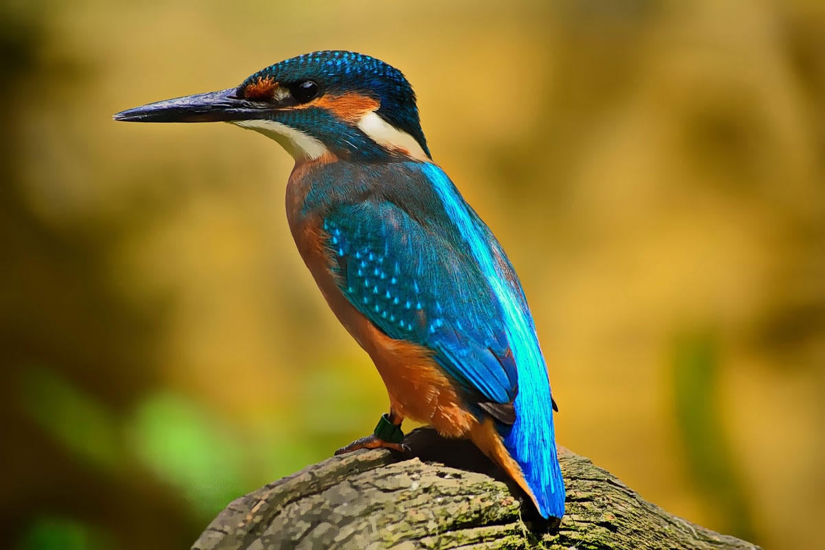 Foto eisvogel