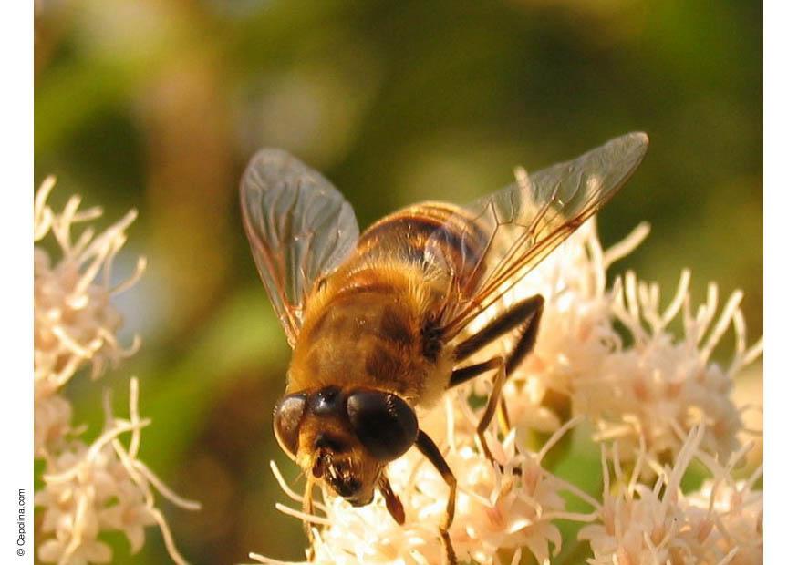 Foto fliege
