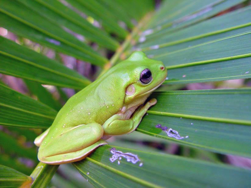 Foto frosch