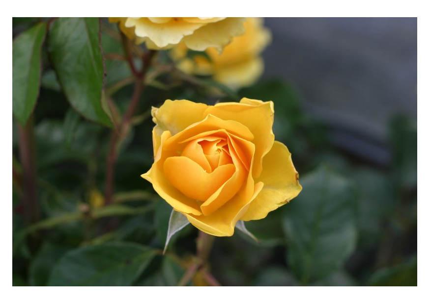 Foto gelbe rosen
