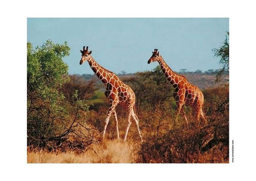 Foto giraffen