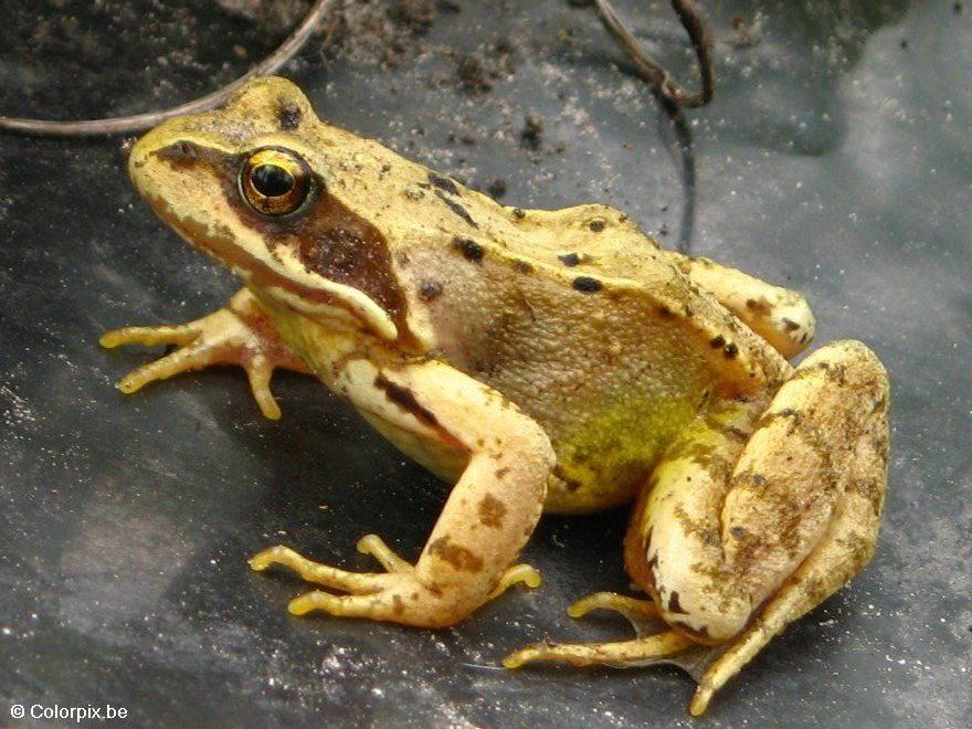 Foto grasfrosch 