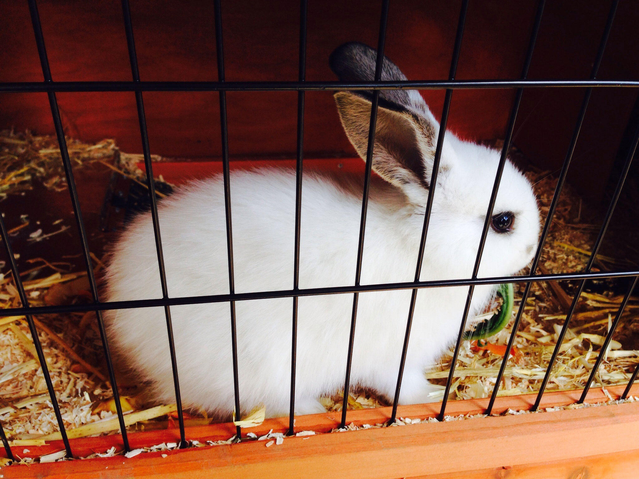 Foto hase im kA¤fig