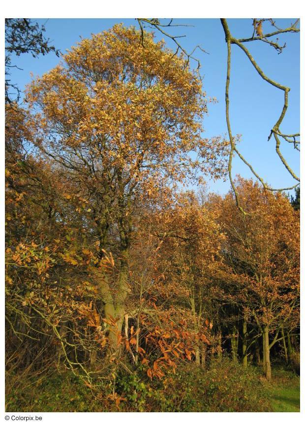 Foto herbst im wald