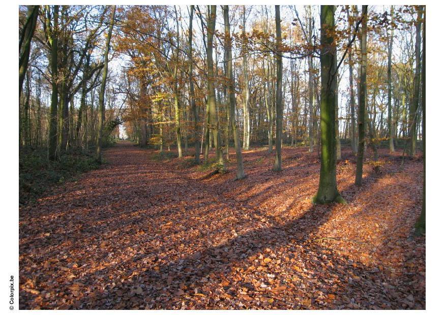 Foto herbst im wald