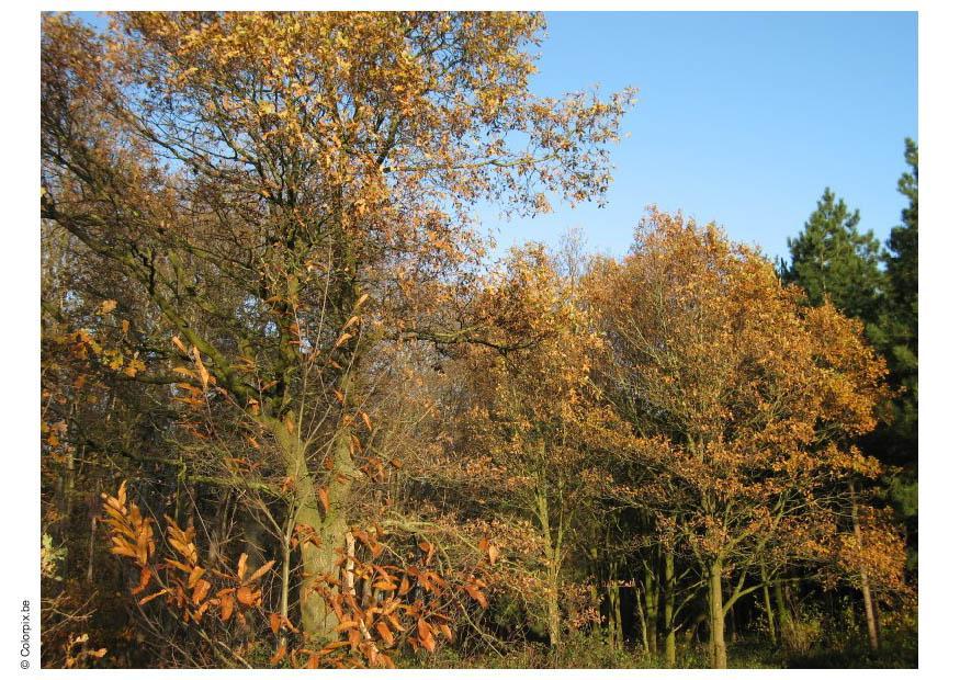 Foto herbst im wald
