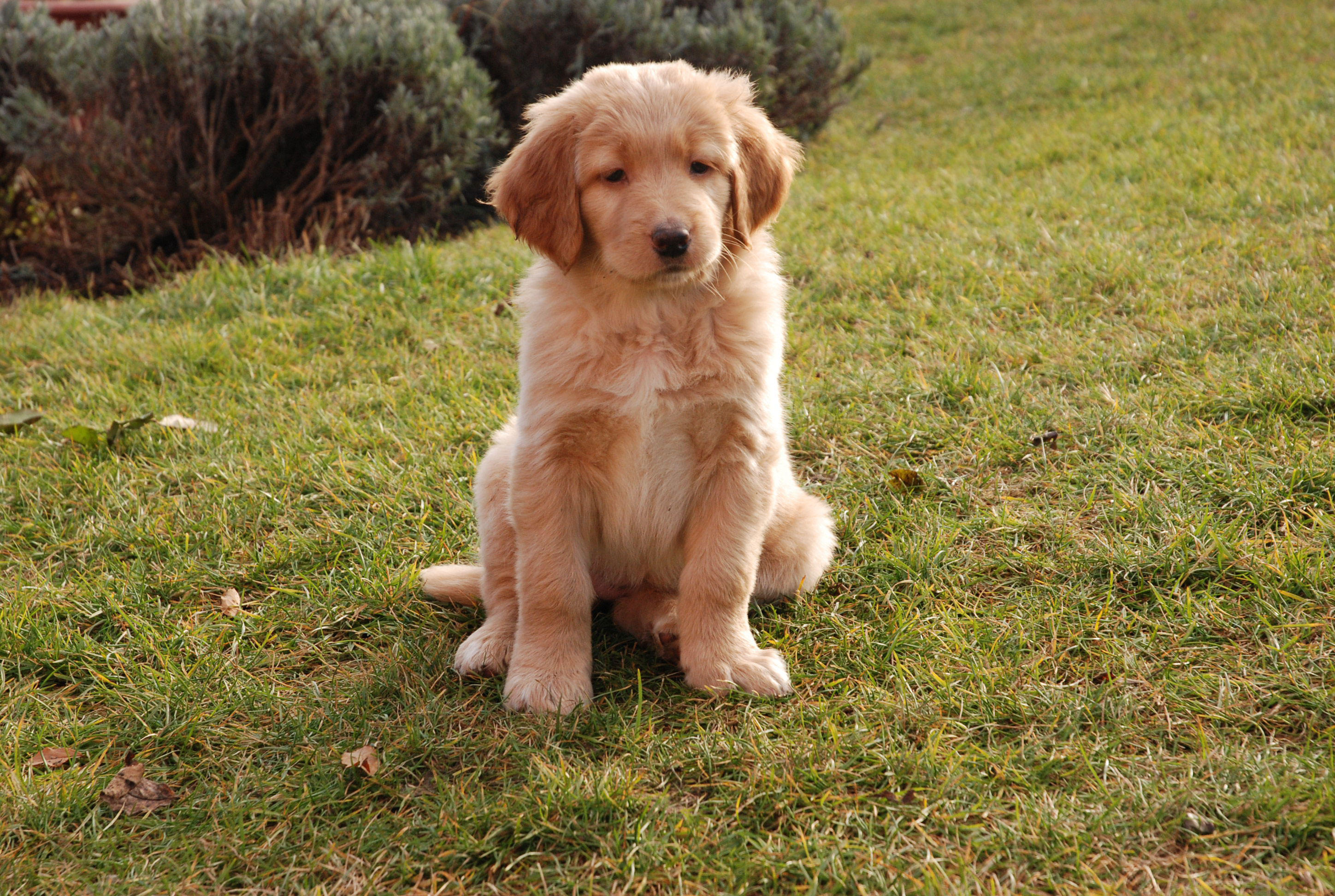 Foto hund - junger hund