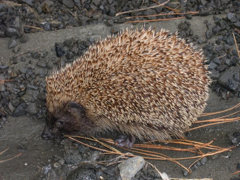 Foto igel