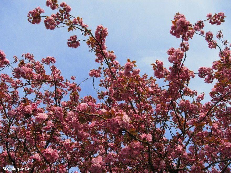 Foto japanischer kirschbaum 2