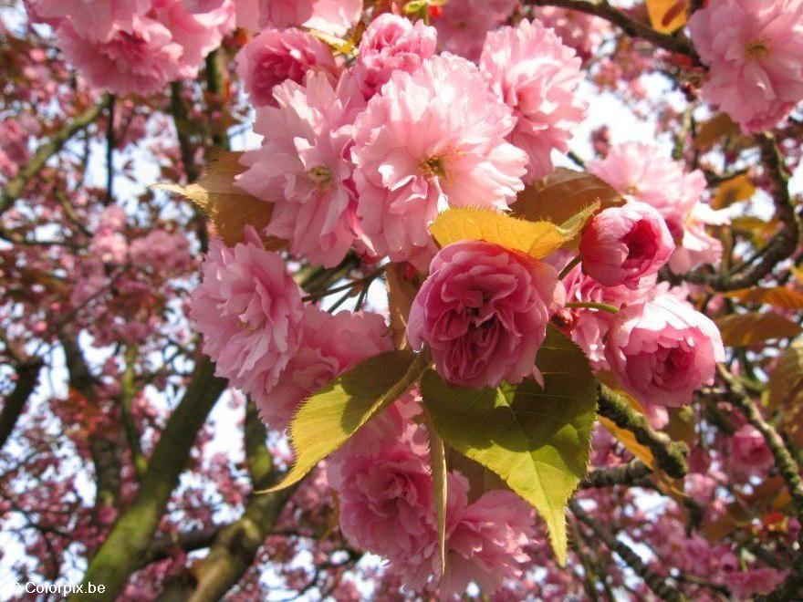 Foto japanischer kirschbaum