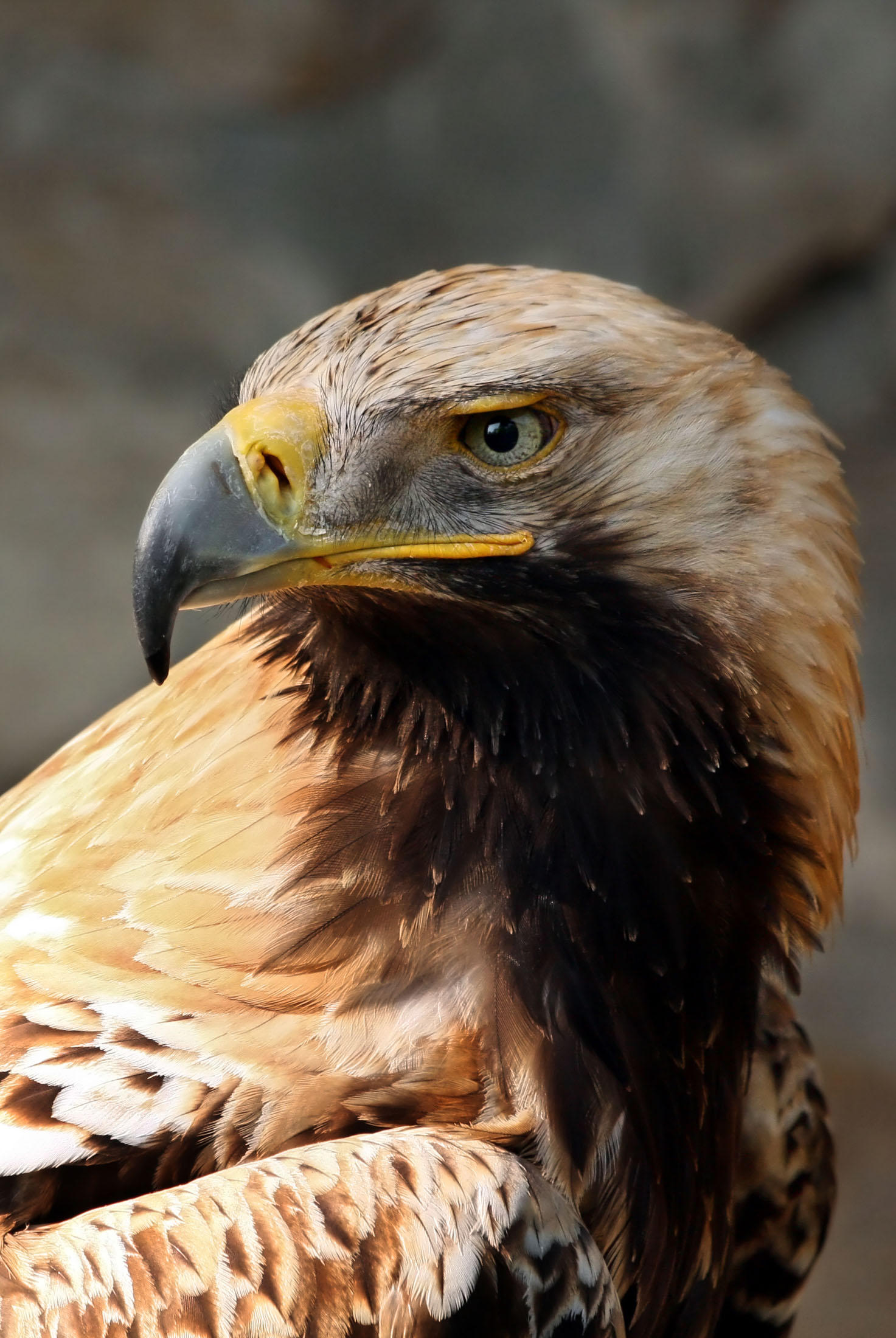 Foto kaiseradler