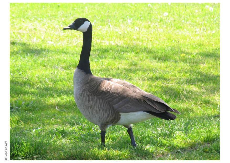 Foto kanadische gans