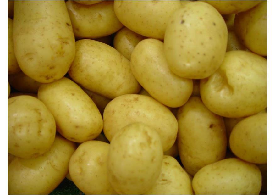 Foto kartoffeln