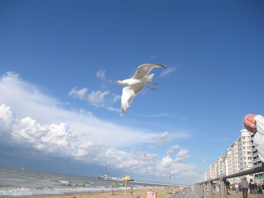 Foto mA¶wen am strand 2