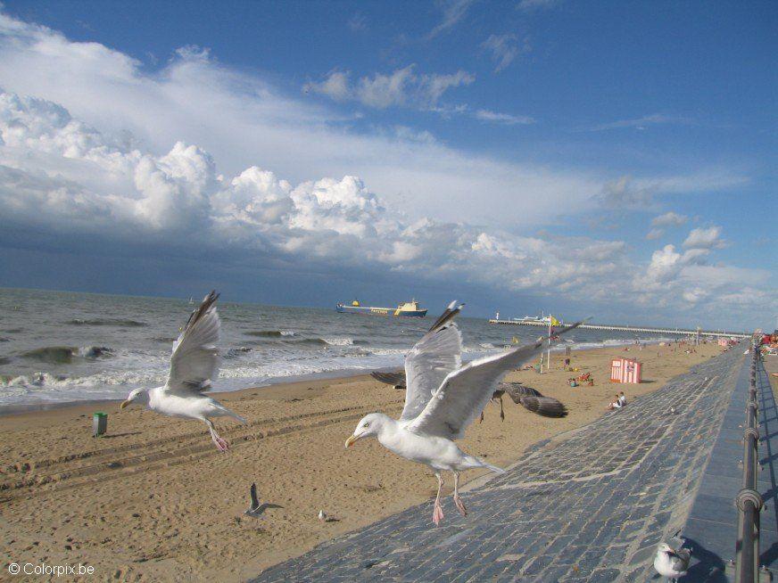 Foto mA¶wen am strand
