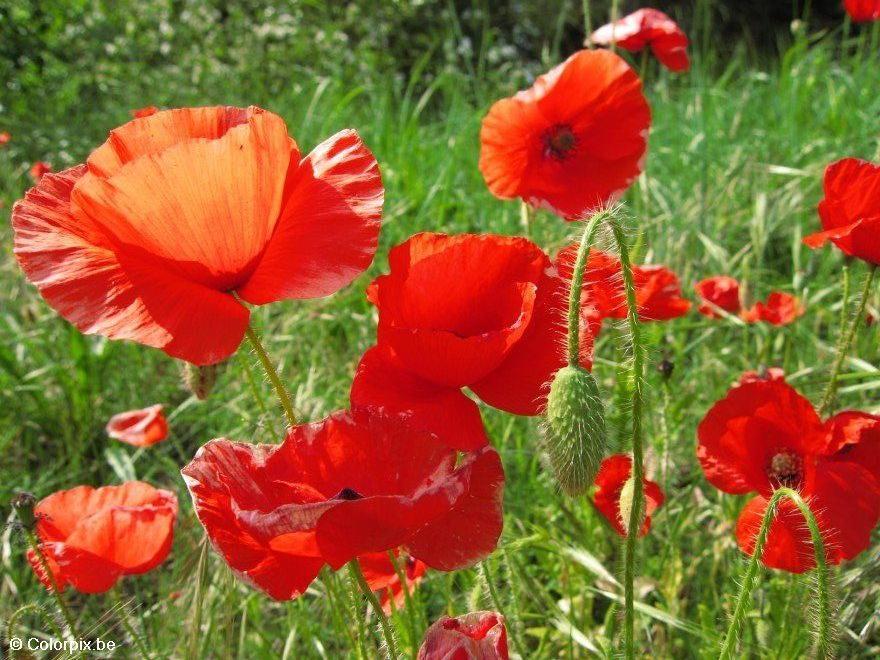 Foto mohn 3