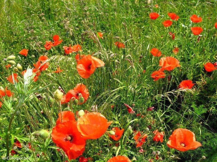 Foto mohn