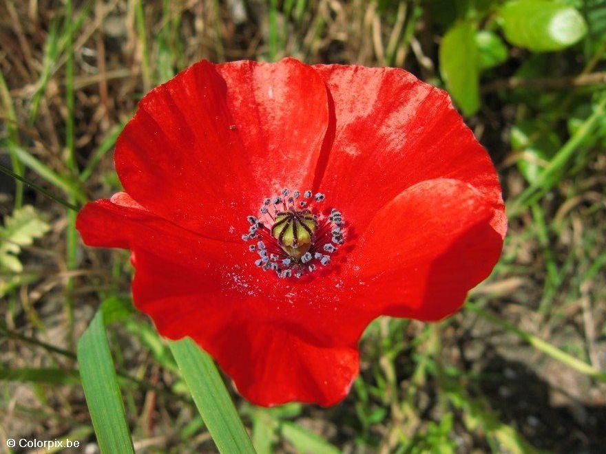 Foto mohn