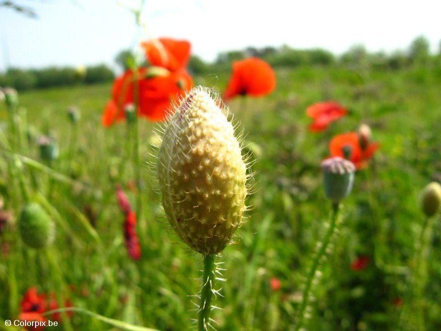 Foto mohnknopse