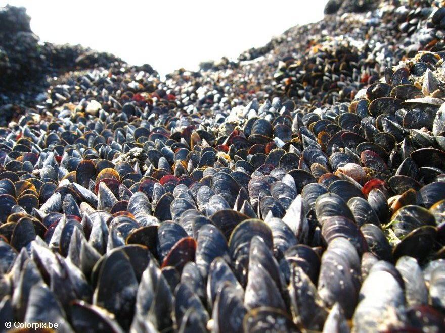 Foto muscheln