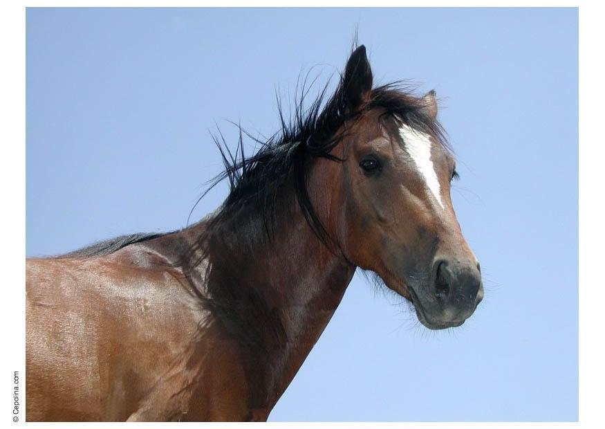 Foto pferd