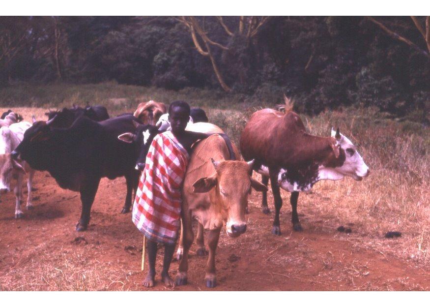 Foto schA¤fer in kenia