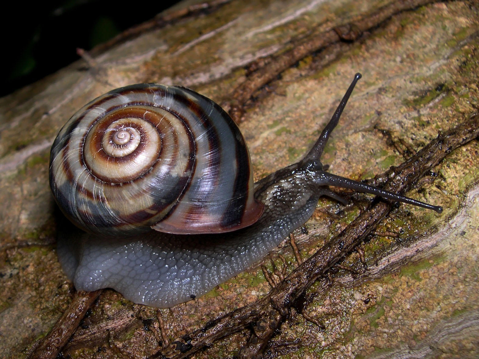 Foto schnecke