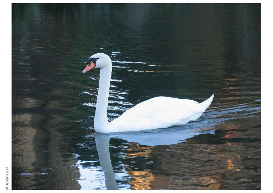 Foto schwan