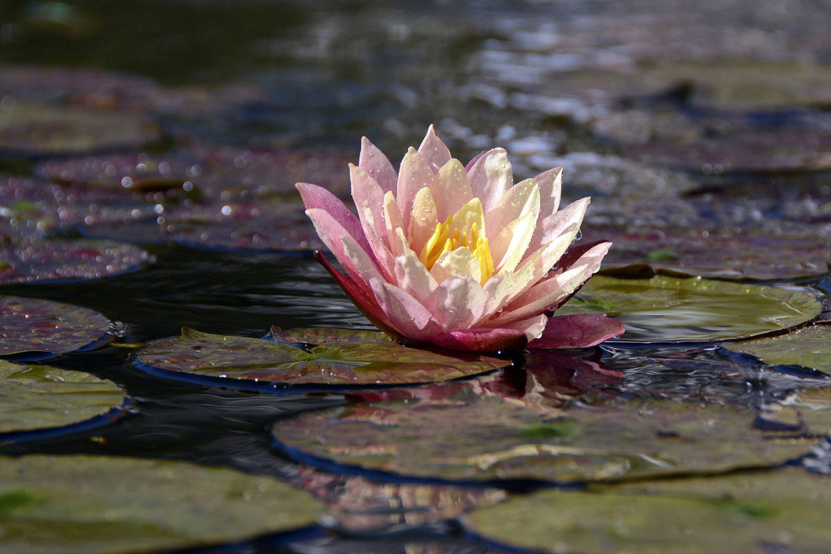 Foto seerose